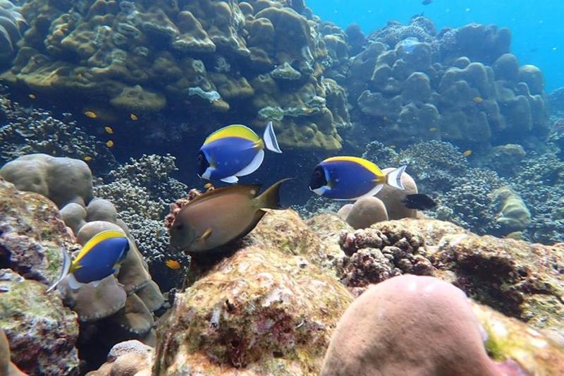 Tourists enjoying a snorkeling tour around the Surin Islands with clear blue water.