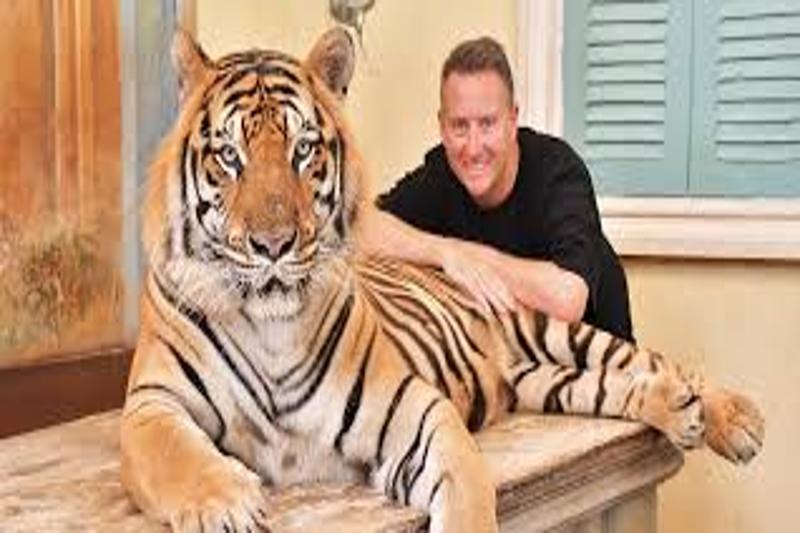 A person petting a tiger in Phuket, Thailand, during a wildlife experience at a tiger sanctuary.