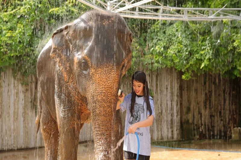 Visitors engaged in elephant care in Phuket, feeding elephants at a sanctuary